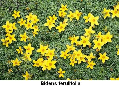 Bidens ferulifolia.jpg